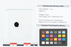 Foto (Objekt + Etikett) von Callitris sp. (NHMW-GEO-2024-0188-8930)